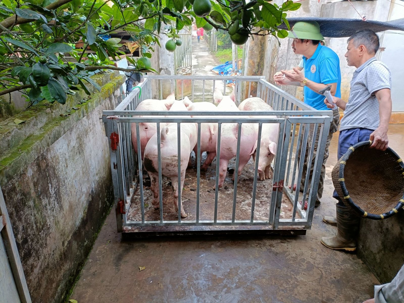 Cập nhật giá heo hơi ngày 28/6/2022: 2 miền Bắc - Nam đồng loạt tăng